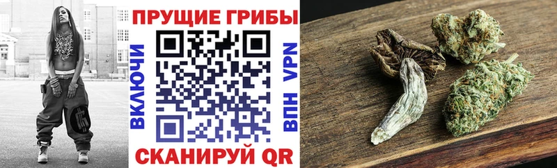 Галлюциногенные грибы мицелий  купить  сайты  Семёнов 